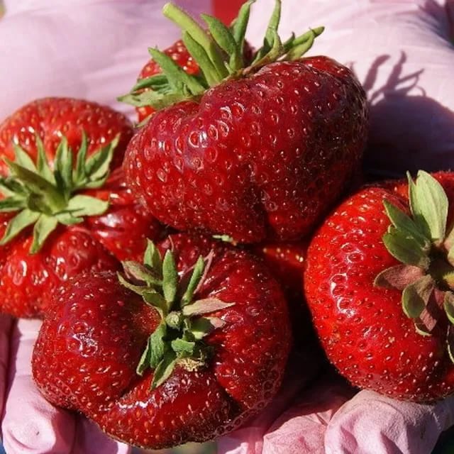 Земляника Камрад Победитель